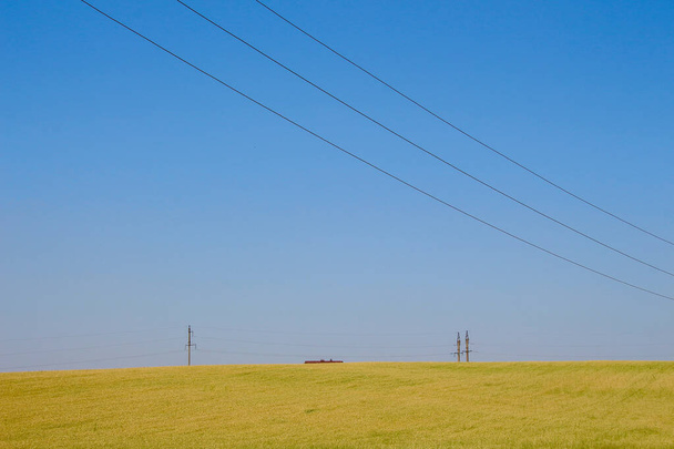 Green wheat field and blue sky - Foto, Imagem