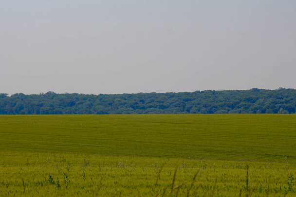Green wheat field and blue sky - Φωτογραφία, εικόνα