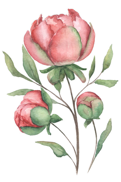 watercolor bouquet of pink peonies - Fotó, kép