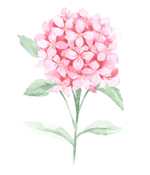 watercolor bouquet of pink hydrangeas no background - Fotó, kép