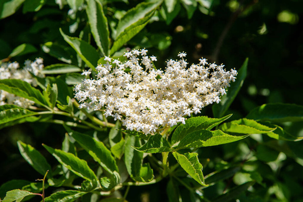 Holunder mit Blüte. Archivfoto von weißen Blüten auf wildem Holunder, Holunder, Holunder im Frühling. Holunderblüten-Sambucus macht einen leichten Weißwein und Saft - Foto, Bild