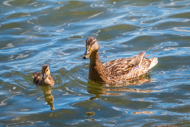A family of ducks, a duck and its little ducklings are swimming in the water. The duck takes care of its newborn ducklings. Ducklings are all together included. Mallard, lat. Anas platyrhynchos - Foto, Imagem