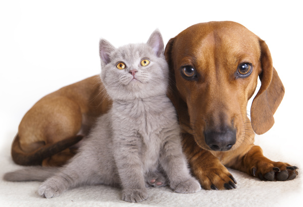 Gato y perro
 - Foto, Imagen