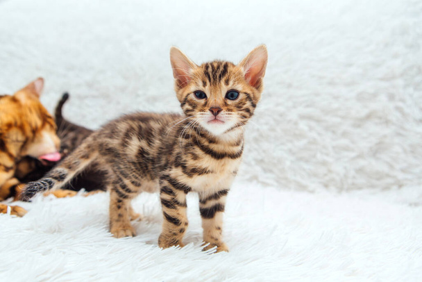 Cute bengal one month old kitten on the white fury blanket close-up. - Φωτογραφία, εικόνα