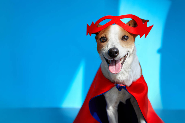 Leuke vrolijke Jack Russell Terrier met rood masker - Foto, afbeelding