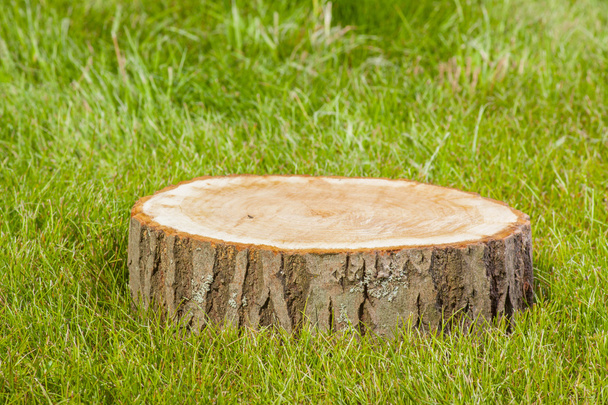 tree stump on the grass - Фото, зображення