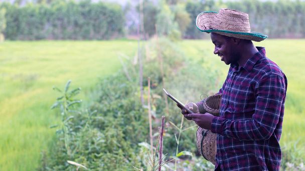 Αφρικανός αγρότης εργάζεται ευτυχώς στη φάρμα του με τη χρήση ταμπλετών.Γεωργία ή καλλιέργεια έννοια - Φωτογραφία, εικόνα
