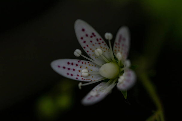 Saxifraga bronchialis flower growing in forest - Photo, Image