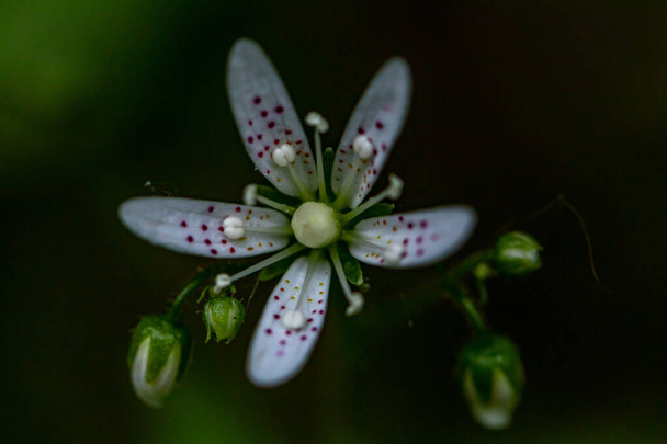 Saxifraga bronchialis fleur poussant dans la forêt, gros plan - Photo, image