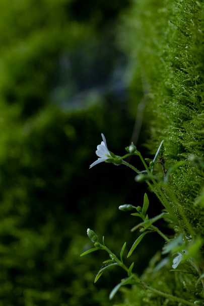 サキシフラガ・ブロンキアリスの花々が森の中で育ち - 写真・画像