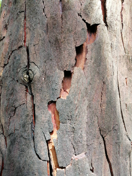 A vertical shot of a tree trunk - Foto, imagen