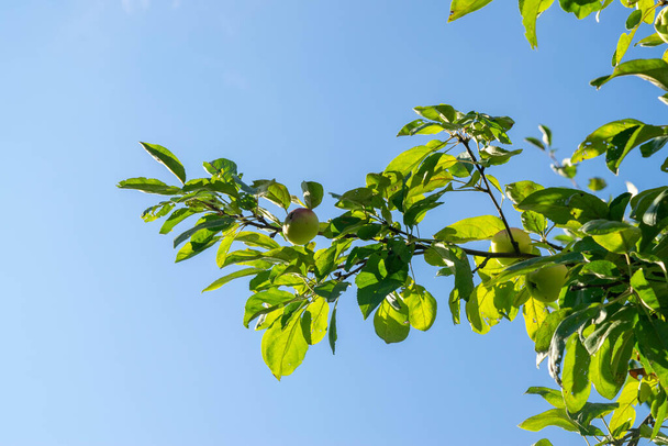 Zelené jablko na větvi proti modré obloze, detailní, selektivní zaměření - Fotografie, Obrázek