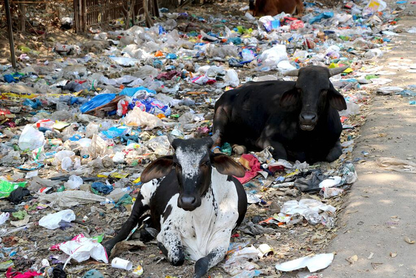 basura imagen de tirar basura a un lado de la carretera y las vacas están sentadas en ella en la India - Foto, imagen