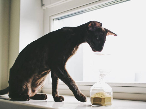 κατοικίδιο ζώο, μαύρη ανατολίτικη γάτα στο σπίτι - Φωτογραφία, εικόνα