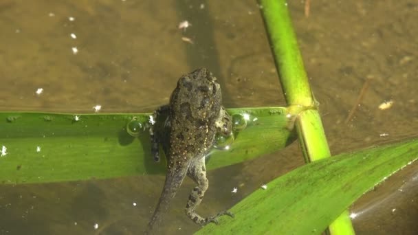 In de zomer moeras te midden van chaos van het onderwaterleven, jonge kikker in overgang tussen kikkervisje en kikker - Video