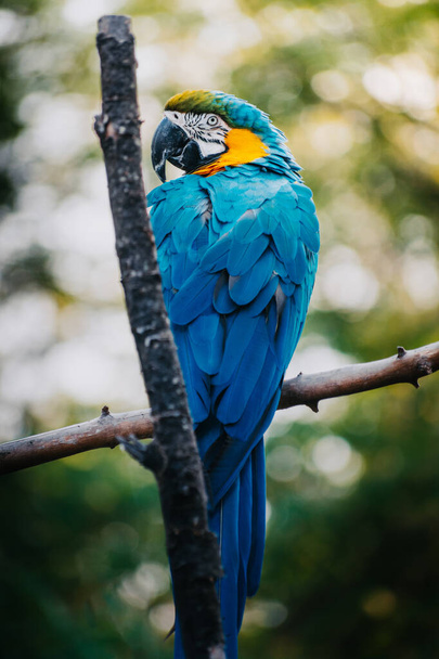 A blue-and-yellow macaw perched on top of a tree branch. - Photo, image