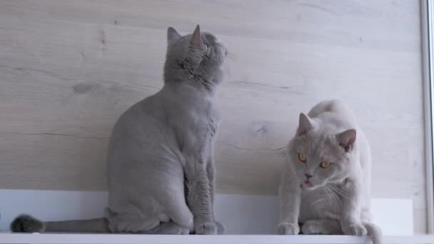 Забавный серый шотландский кот высовывает язык, облизывая губы. 4K - Кадры, видео