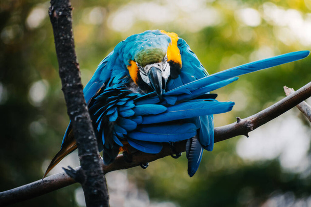 A blue-and-yellow macaw cleaning its feathers while perched on top of a tree branch. - Photo, image