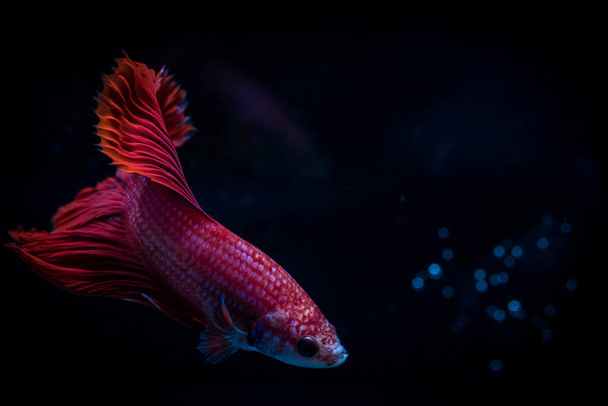 siamese fighting fish isolated on black background - Foto, imagen