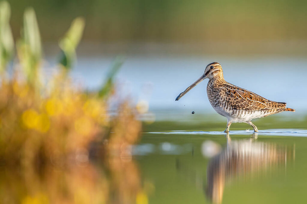 portrait of a Snipe standing in the blue water with a smooth yellow background. This picture is taken at the Breebaartpolder in Groningen, the Netherlands - Photo, Image