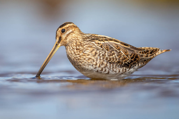 Portrait of a Snipe standing in the blue water with a smooth yellow background. This picture is taken at the Breebaartpolder in Groningen, the Netherlands - Photo, Image