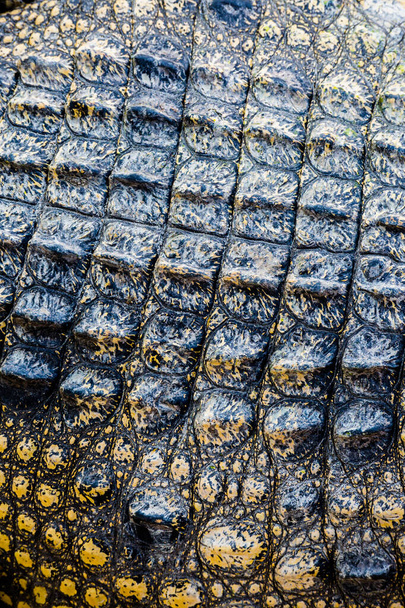 Krokodilleder Textur Hintergrund - Foto, Bild