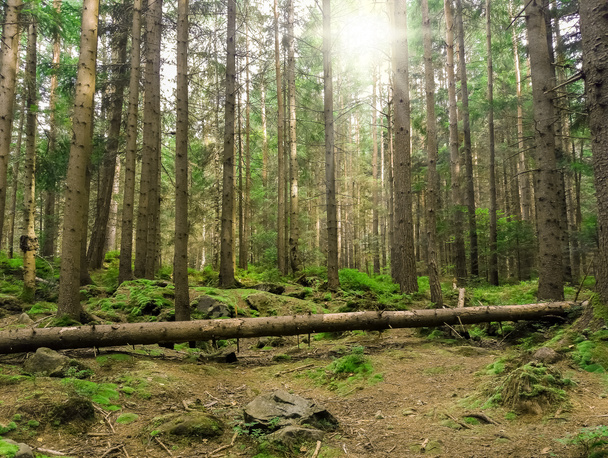 Beautiful coniferous wild forest and sun rays - Photo, Image