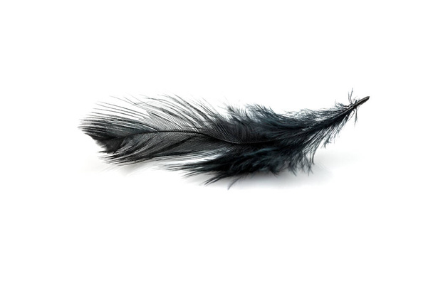 Close-up of Black feather isolated on white background - Photo, Image
