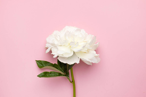 Closeup of beautiful white peony flower in vase on pink background with copy space, holiday and birthday concept - 写真・画像