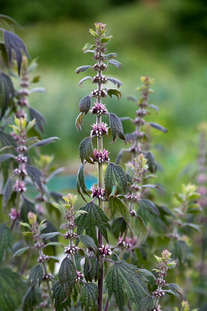 Close up of emerging motherwort herb flowers - Photo, Image