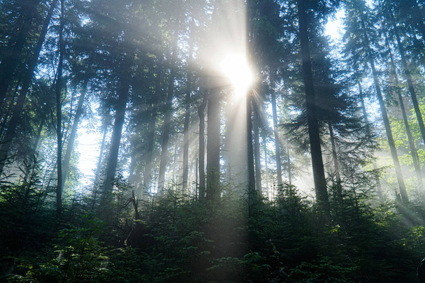 Die Strahlen der Morgensonne bahnen sich ihren Weg durch den Morgenwald in den Bergen.        - Foto, Bild