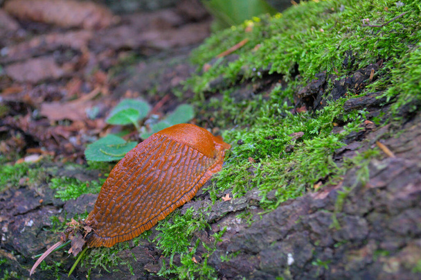 Red roadside slug, Spanish slug hid in the forest on moss. - Photo, Image