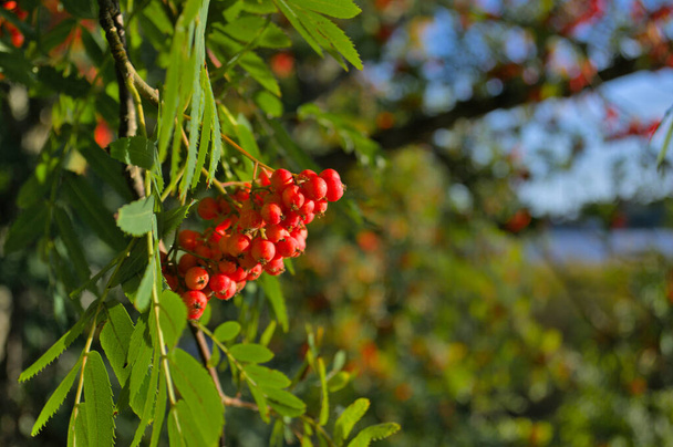 Bunches of red mountain ash on a blurred background - Photo, Image