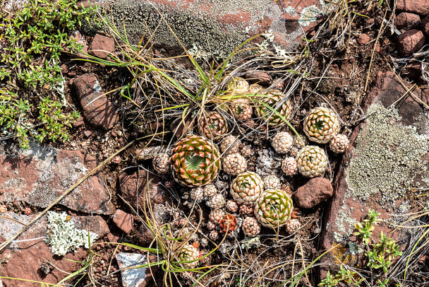 Mladé nefoukané kuličky květu Sempervivum (nebo Houseleeks, nebo Liveforever) rostou mezi kameny a trávou na úbočí kopce v horách v Chakassii. Horní pohled. Přírodní letní pozadí - Fotografie, Obrázek