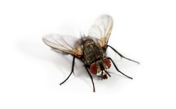 mosca aislada sobre fondo blanco - Foto, Imagen