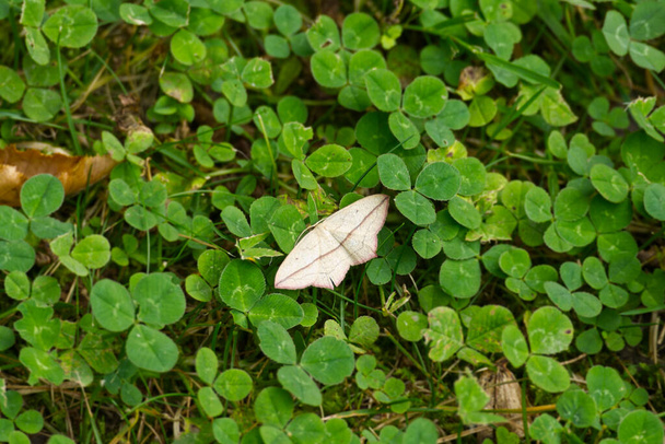 Motyl żylny (Timandra comae) siedzący w trawie w Zurychu, Szwajcaria - Zdjęcie, obraz