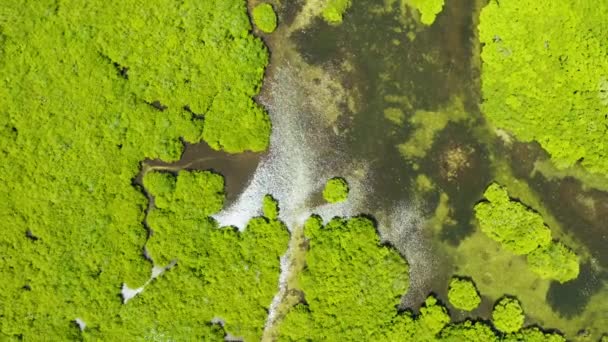 Luchtfoto van Mangrove bos en rivier. - Video