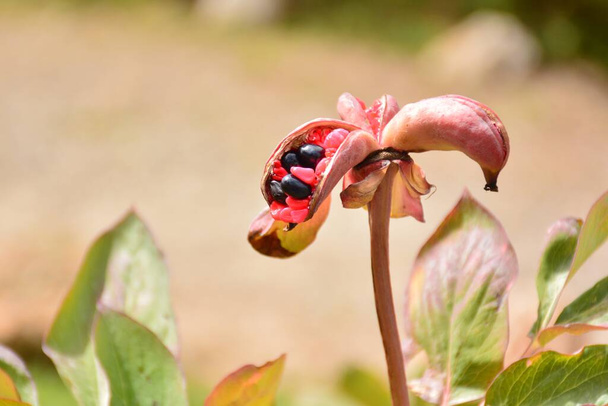 Detalhe de frutas e sementes de Paeonia coriacea, rosa amaldiçoada, no final do verão - Foto, Imagem