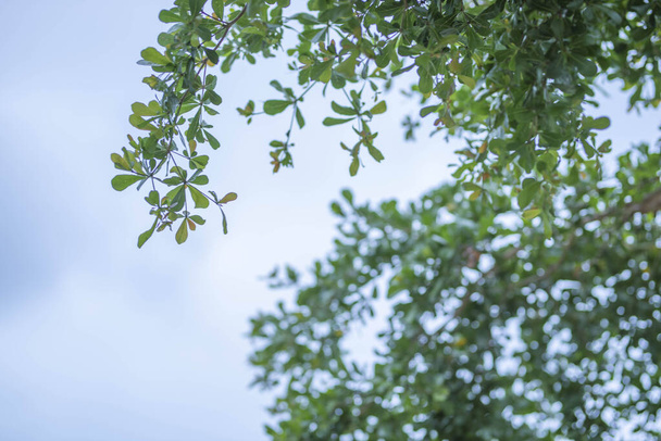 Mavi gökyüzü ve beyaz bulutlu yeşil yaprak çerçeve, duvar kağıdı olarak kullanılabilir - Fotoğraf, Görsel