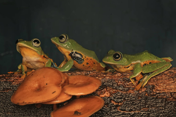 Three green tree frogs (Rhacophorus reinwardtii) are hunting for prey on weathered wood. - Photo, Image