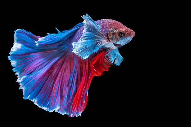 Halfmoon Betta splendens fighting fish in Thailand on isolated black background. The moving moment beautiful of blue and red Siamese betta fish with copy space. - 写真・画像