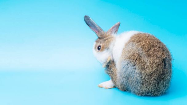 Cute adorable brown and white rabbit cleaning foot while sitting on isolated blue background. Lovely baby bunny alone sit on blue background. Easter concept.  - Photo, Image