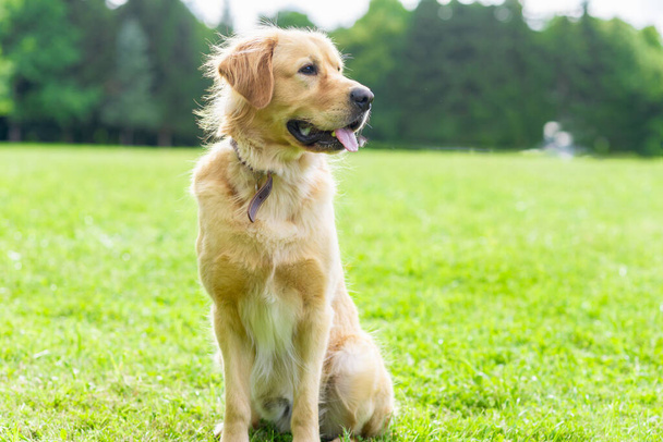 Портрет золотистого ретривера собаки на зеленой траве возле леса в летний день. Размытое пространство background.copy. - Фото, изображение