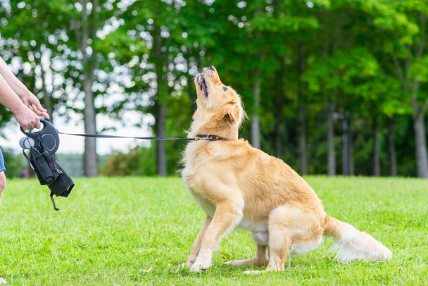 Weibliche Hand und springender Labrador auf grünem Feld. Frau spielt mit Hund an einem sonnigen Sommertag. - Foto, Bild
