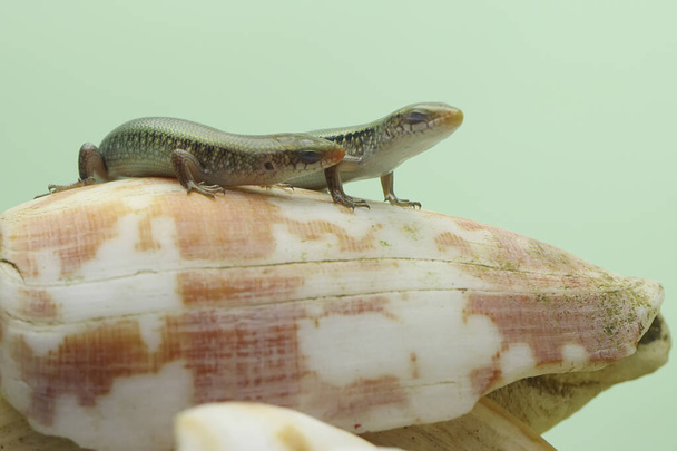 A young sun skink is sunbathing before starting his daily activities. This reptile has the scientific name Mabouya multifasciata.  - Photo, Image