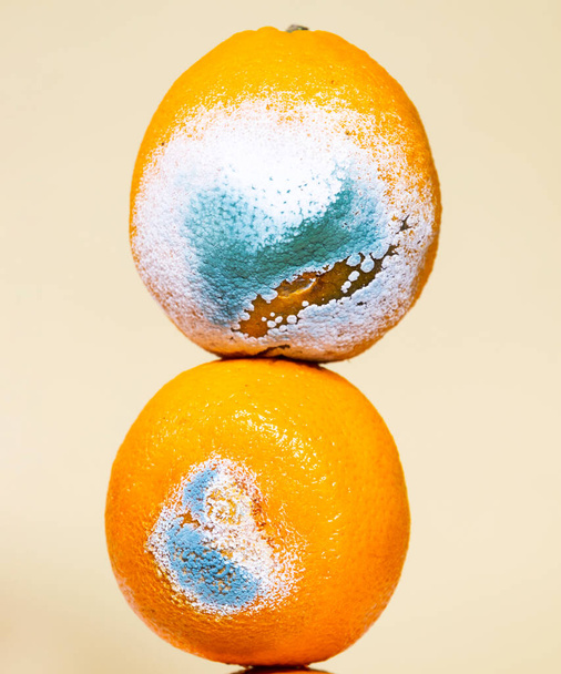 Naranja mohoso podrido. Una foto del molde en crecimiento. Fruta estropeada. Sobras de comida. Copiar espacio. Equilibrio equilibrio alimentario flotante - Foto, Imagen