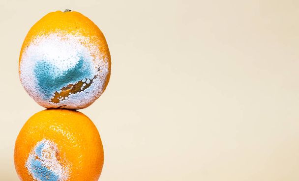 Orange moisi pourri. Une photo de la moisissure croissante. Fruits gâtés. Les restes de repas. Espace de copie. Equilibre équilibre alimentaire flottant - Photo, image