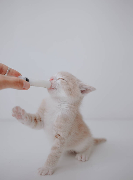 zázvorové kotě s náhražkou kočičího mléka - Fotografie, Obrázek