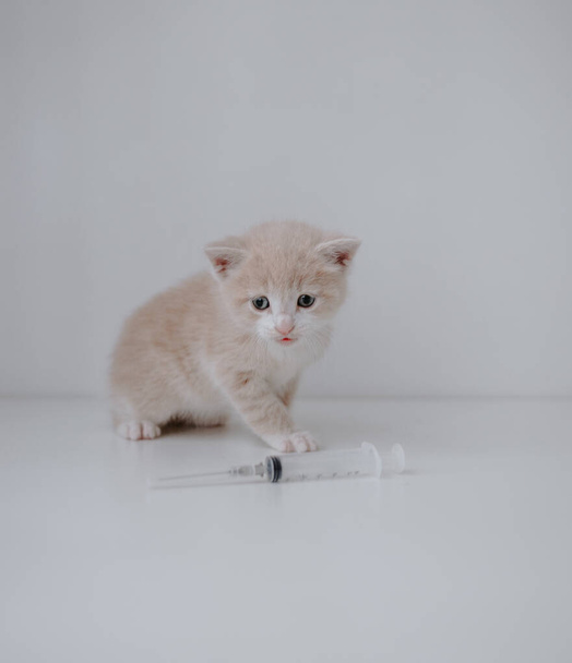 Τζίντζερ γατάκι με σύριγγα - Φωτογραφία, εικόνα