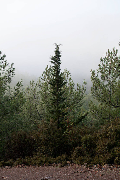 Δάσος και δέντρα. Φθινόπωρο ή χειμώνας έννοια φύση βόλτες. - Φωτογραφία, εικόνα